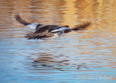 Female Goldeneye In Flight Reflected DSCN021329