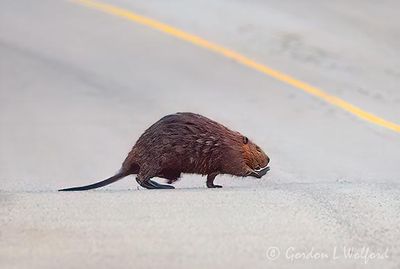 Beaver Crossing The Road DSCN021442