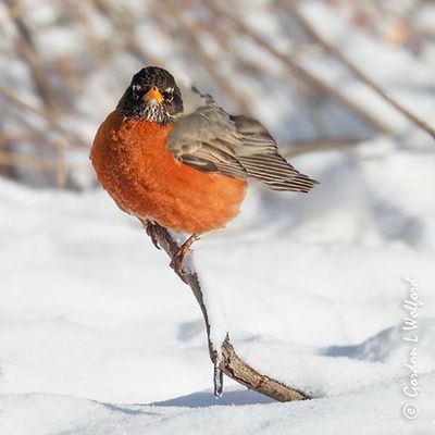 Robin On A Snowy Stick DSCN021339