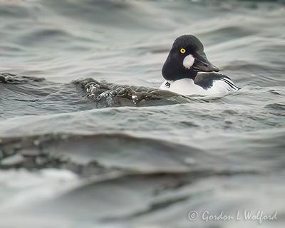 Male Goldeneye In Rough Water DSCN021529
