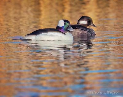 Mr & Mrs Bufflehead Duck DSCN021330