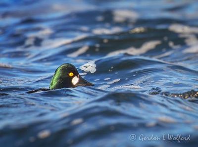 Male Goldeneye In Rough Water DSCN021670