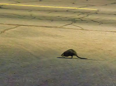 Rodent On Queen Street 90D150681