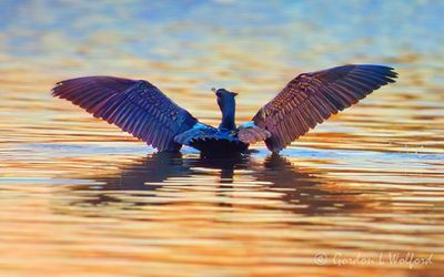Cormorant Spreading Wings At Sunrise  DSCN021717