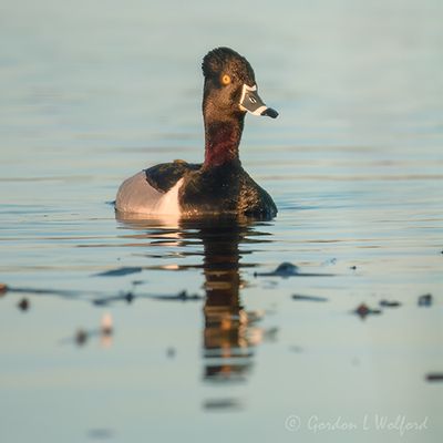 Male Ring-necked Duck Reflected DSCN021802