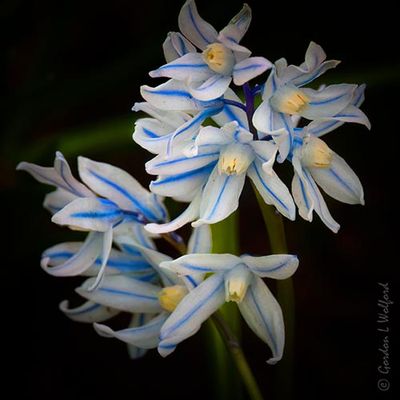 Striped Squill DSCN021962