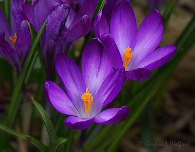 Crocuses DSCN022010