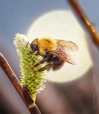 Bumblebee On A Willow Bud DSCN022340