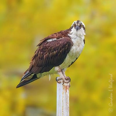 Ospreys of Smiths Falls