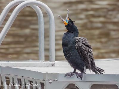 Cormorants