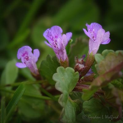 Smiths Falls Flowers & Other Flora