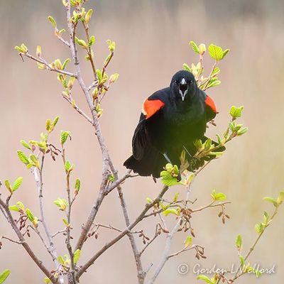 Other Birds of Smiths Falls