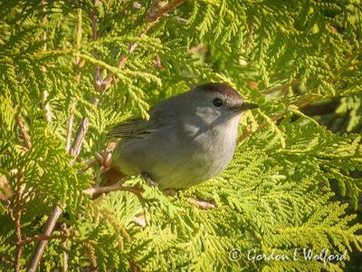 Catbird In A Bush DSCN023681