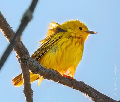 Warblers