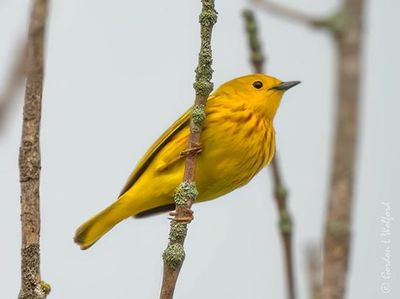 Warblers of Ontario