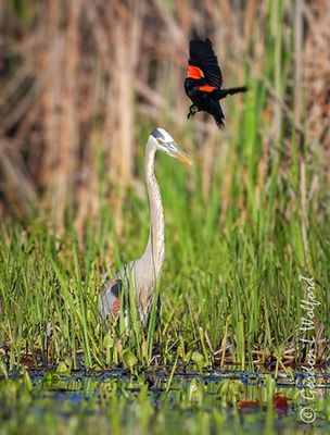 Red-Winged Blackbird Mobbing A Great Blue Heron DSCN024635