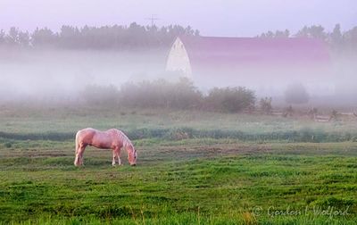 Ground Fog Beyond Palomino At Dawn 90D155911