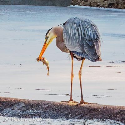 Great Blue Heron With Breakfast DSCN024753