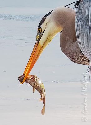 Herons of Smiths Falls