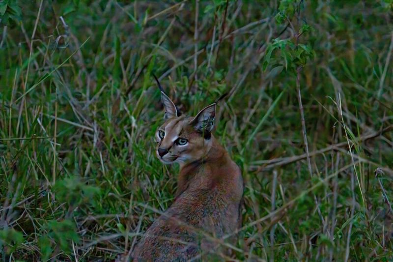 Caracal 4058