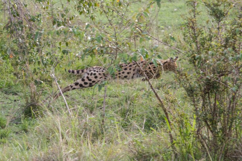 Serval 3997