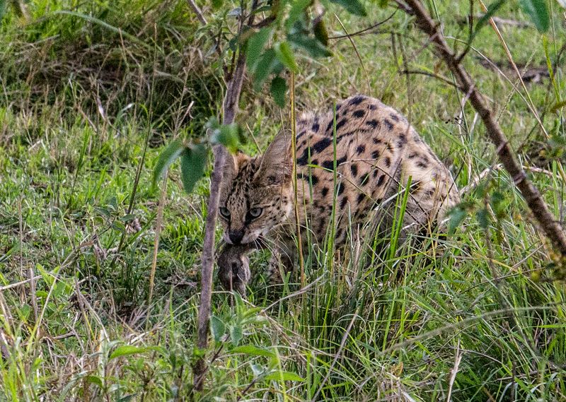 Serval 4011