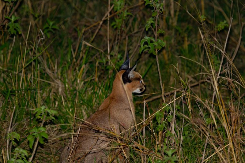 Caracal 4063