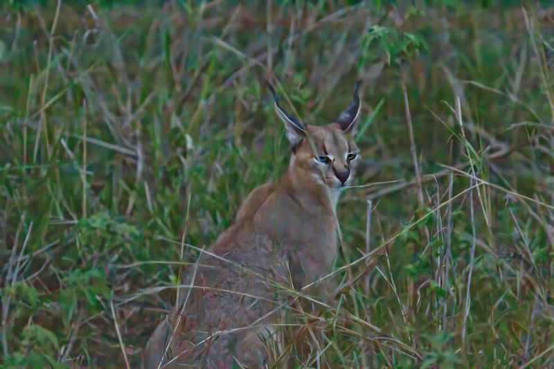Caracal 4071