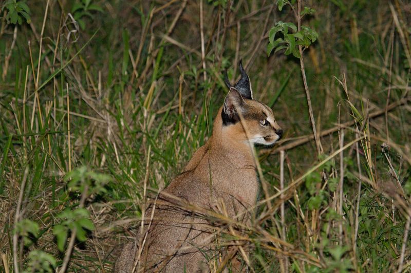 Caracal 4077.