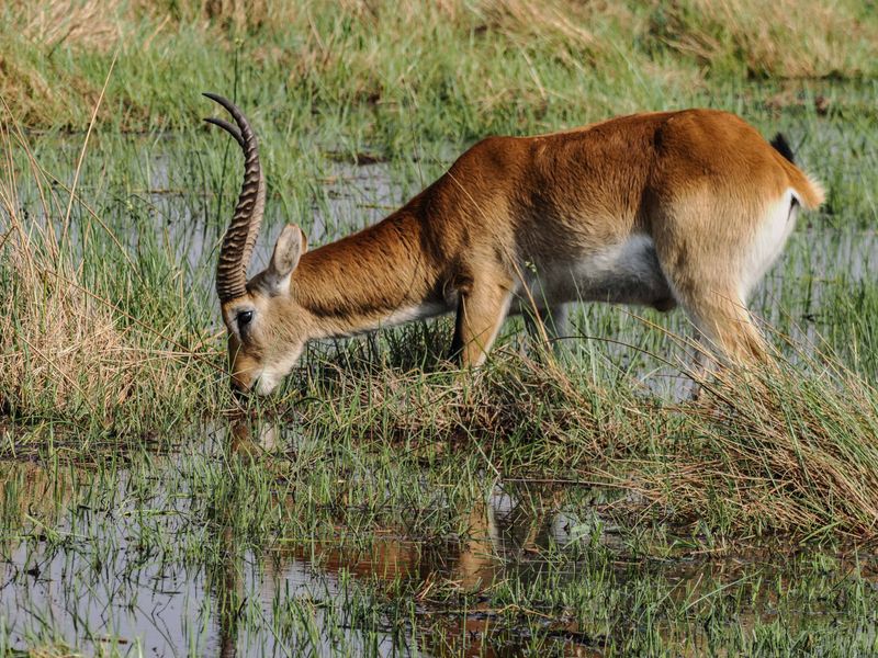 Red Lechwe 0047