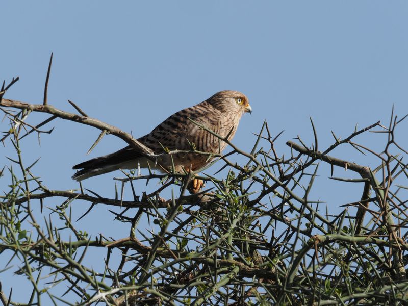 Greater kestrel 68.jpg
