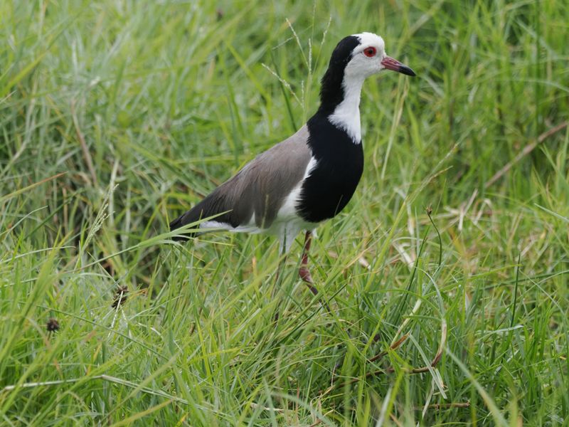 Long toed plover 1011.jpg