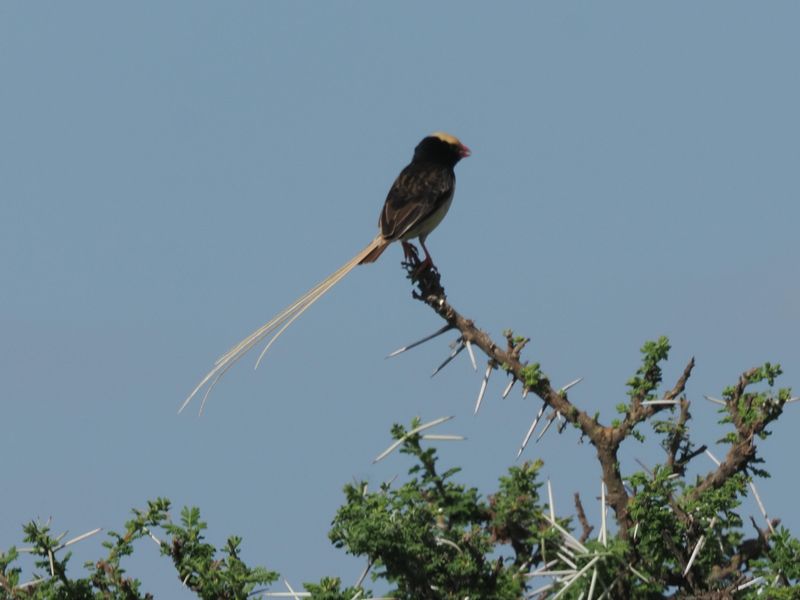 Strawtailed whydah 0479.jpg