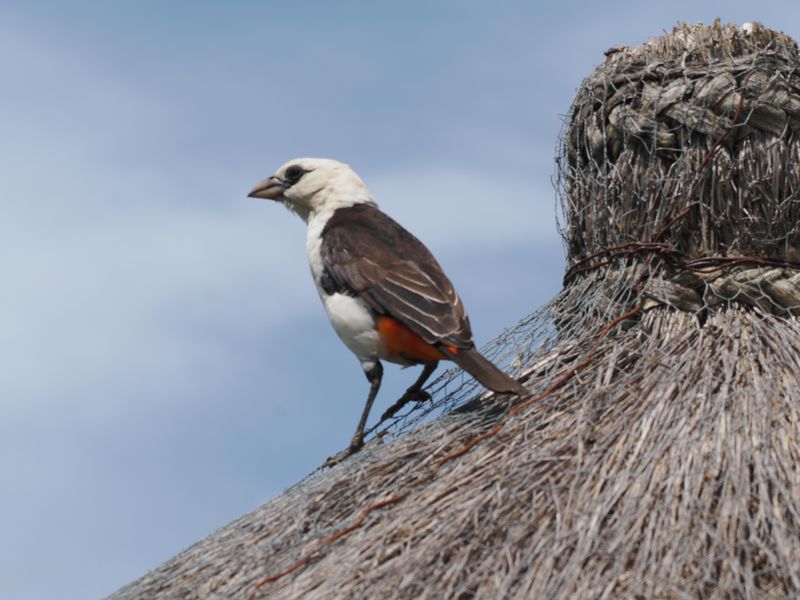 Whiteheaded buffalo weaver 791.jpg