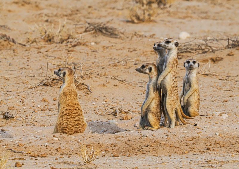 Meerkat 334