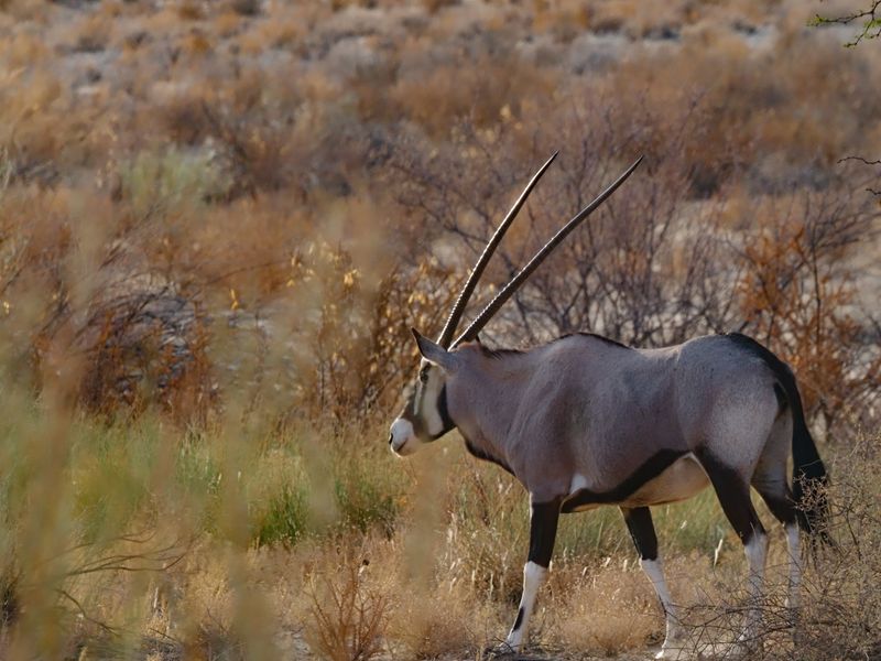 Gemsbok 387