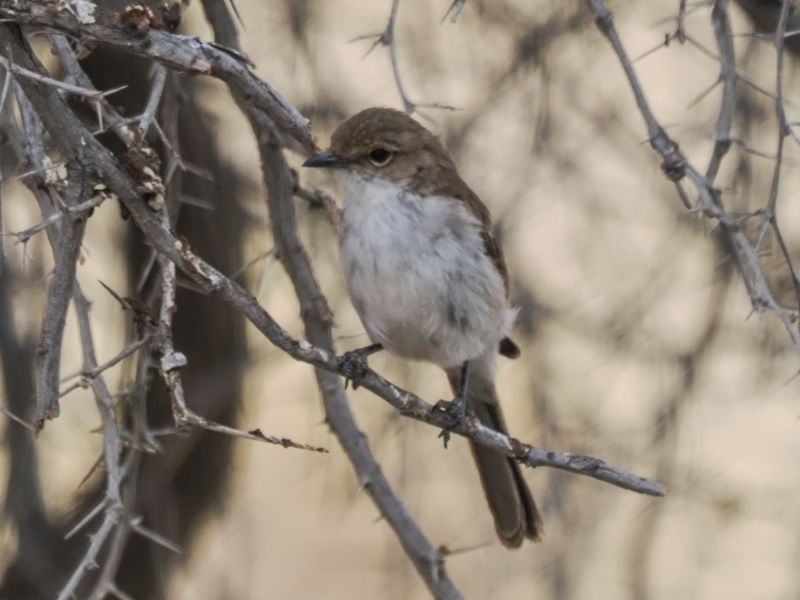 Merico flycatcher 589