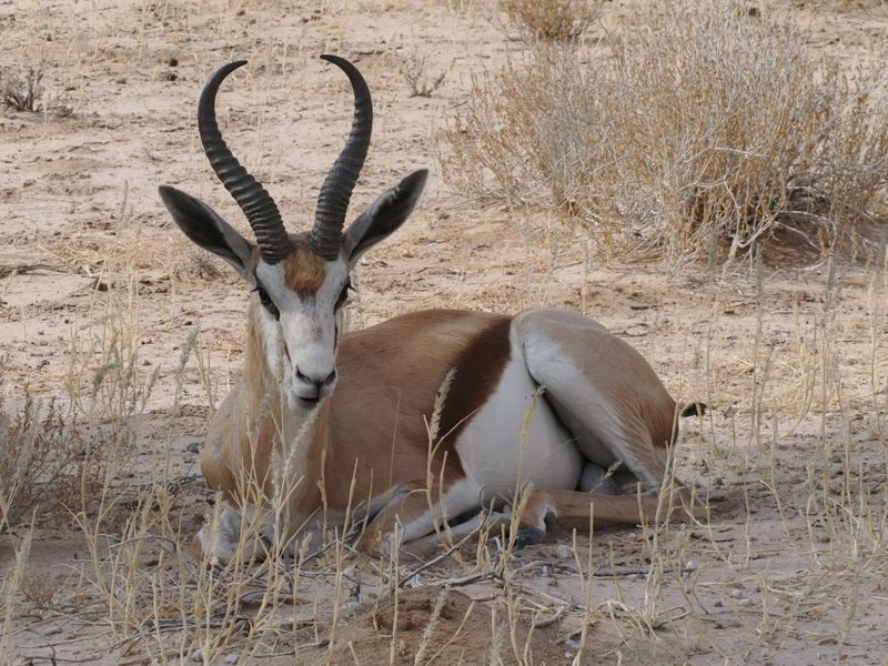 Springbok 456