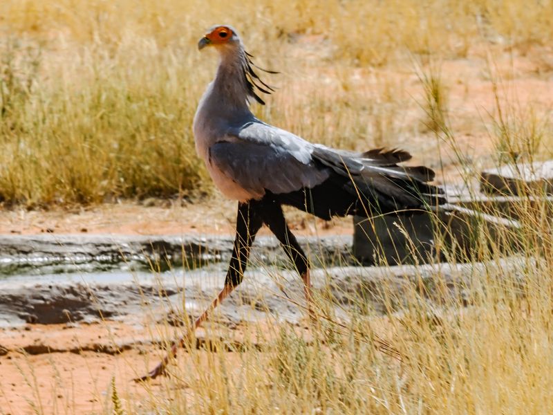 Secrtary bird 652