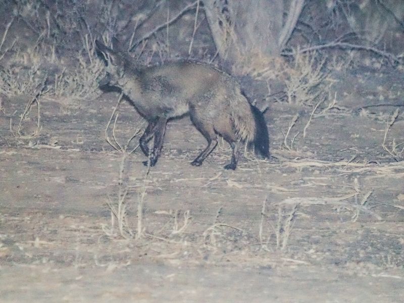 Bat eared fox 710