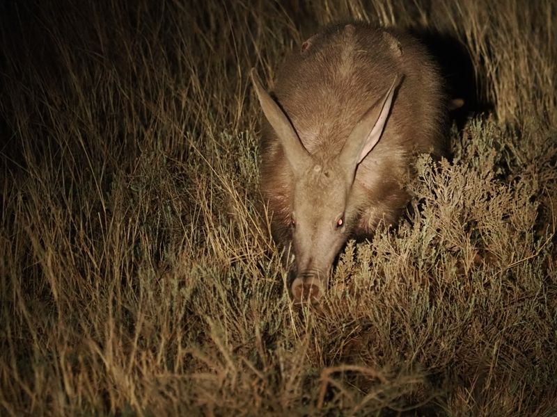 Aardvark 484