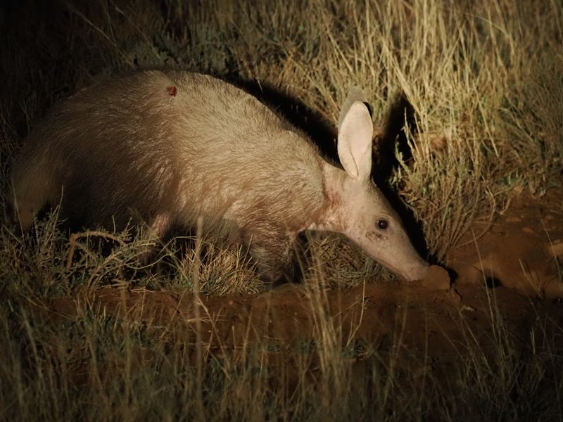 Aardvark 490