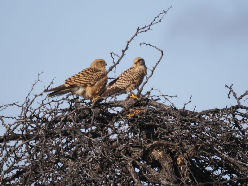 Greater kestrel 108