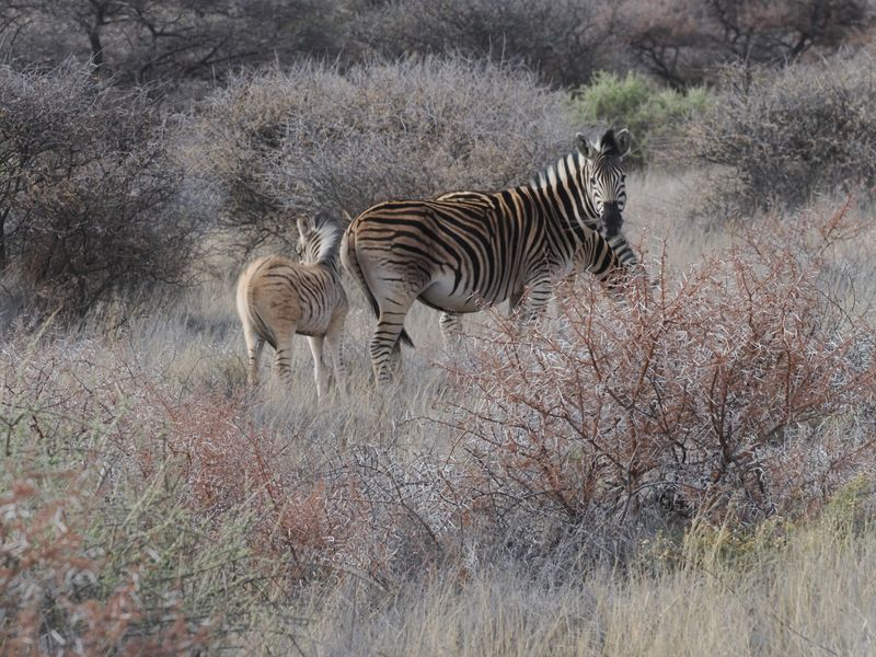 zebra 211