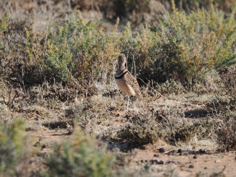 Double banded courser 553