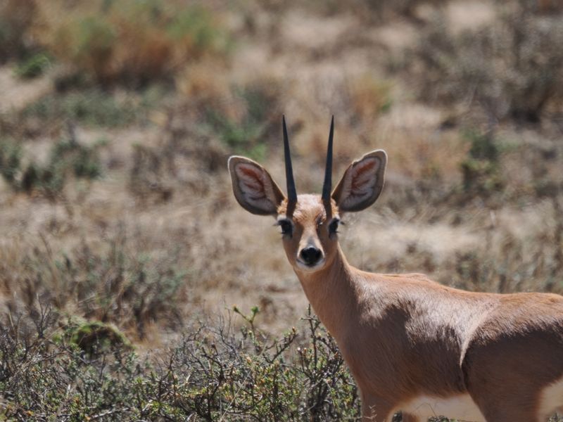 Steenbok 723