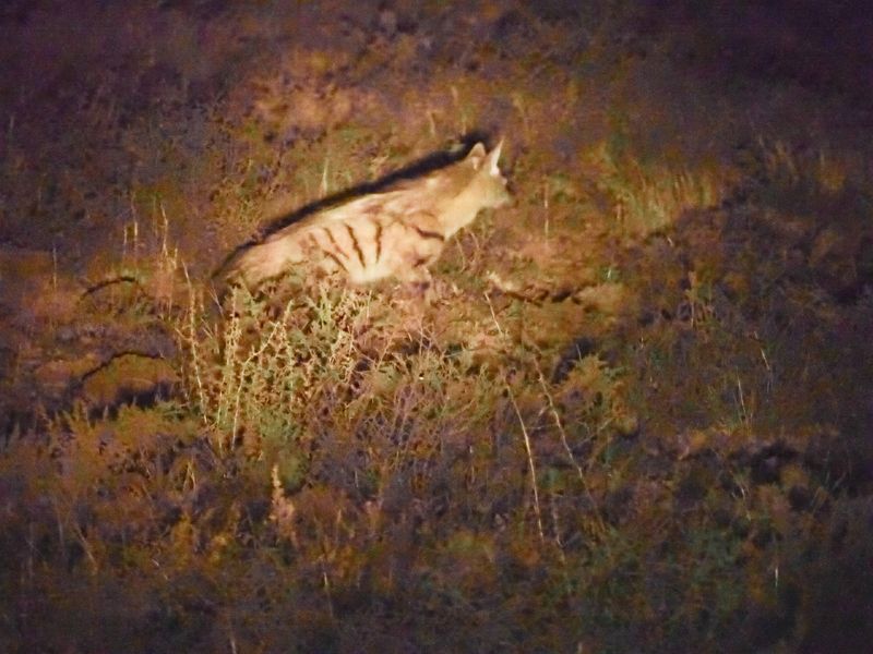 Aardwolf 37