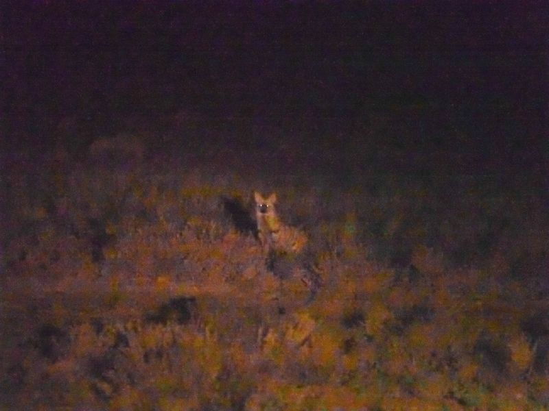 Aardwolf 1041