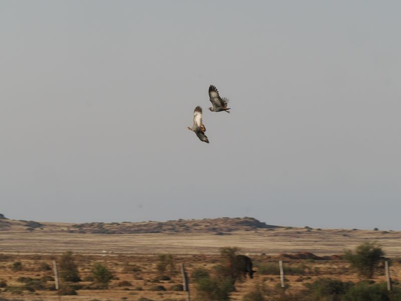 Ludwigs bustard 50.
