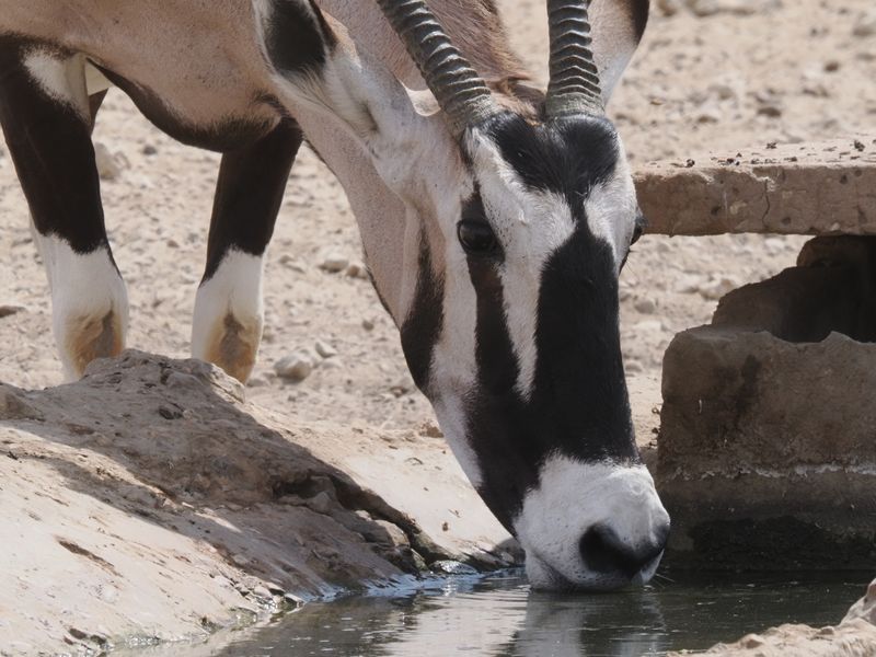 Gemsbok 614